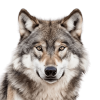 LoneWolfi Avatar